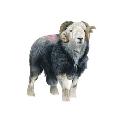 'Mr Herdwick', 12" x 12" Signed Limited Edition Print