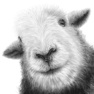 ‘Dorothy’, Signed Limited Edition Print Available in Two Sizes