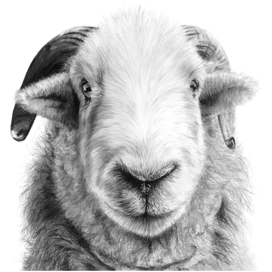 ‘Ollie’, Signed Limited Edition Print Available in Two Sizes