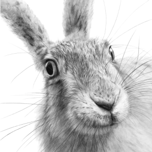 ‘Harriet’, Signed Limited Edition Print Available in Two Sizes