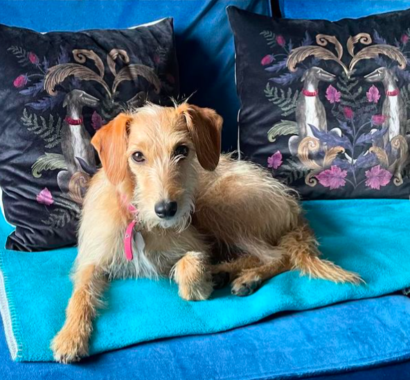 New stock of gorgeous cushions
