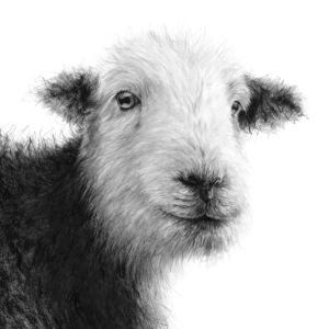 'Beryl', Signed Open Edition Print Available in Two Sizes