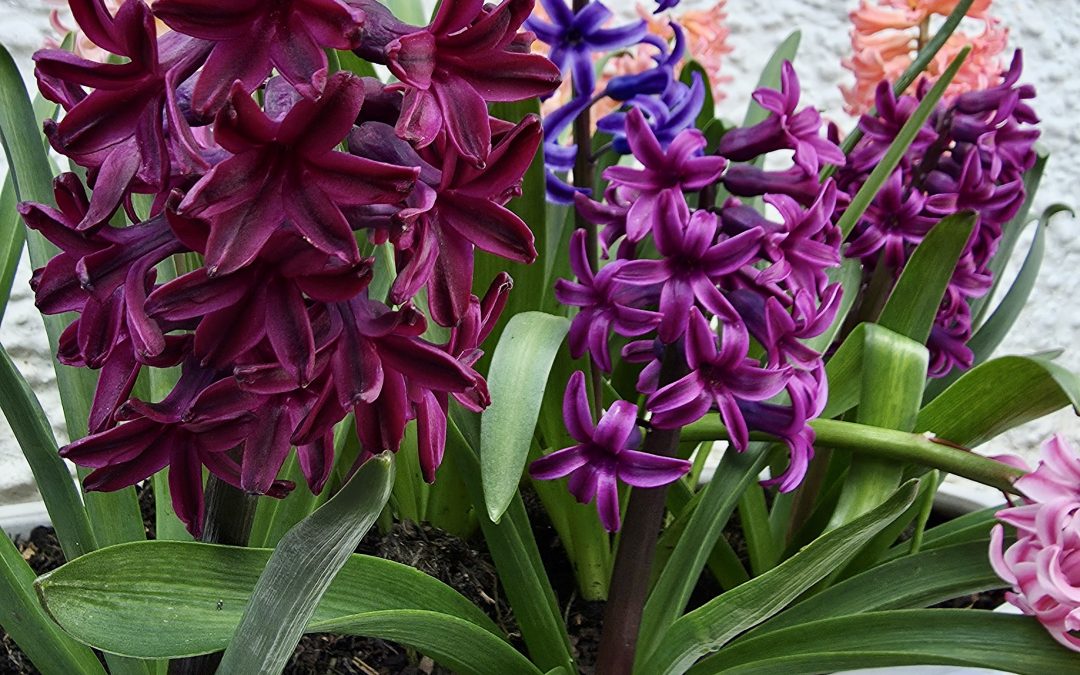 Spring at the Blue Gallery
